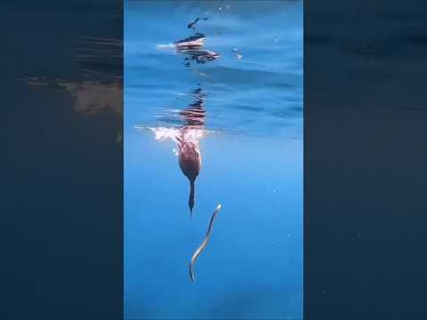 The Underwater Wonderland Cormorant and Eel