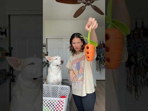 Donating Yuki’s toys to the animal shelter🐶 #dog #dogshorts #pets #dogmom #dogowner #doglover #pup