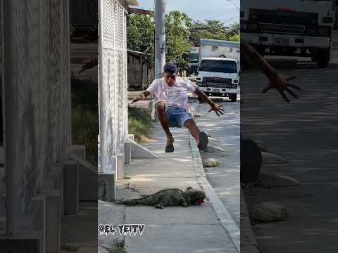 La iguana 🦎 lo corretio #viral #tendencias #viralvideo #humor #reels #viralreels #brasil