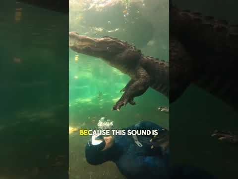 Terrible Sound of The Forest. #shorts #animals #sound