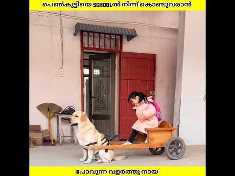കുട്ടിയെ Schoolൽ നിന്ന് കൂട്ടികൊണ്ട് വരുന്ന നായ | Ashik Uncovered | #shorts