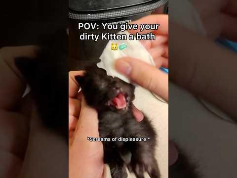 This little kitty is a talker isn’t she 🐱😆#pov #newbornkittens #bathtime #shorts