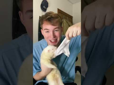 Su fuerza sorprende😱 IG:pablo_yari (50k?)❤️ #huron #curiosidad #fuerza