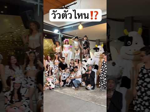 วัวตัวไหน จะชนะ⁉️ #jamsai #jamsaijs #แจ่มใส