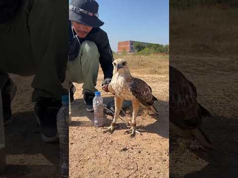 How amazing of hawk eagle#eagle #shortvideo #training #fbreels #video