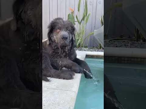 lnnocent dog! #dog #funnydog #fouryou #fyp #cutedog #pets