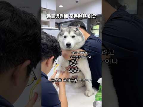 부끄가 동물병원에 오픈런한 이유