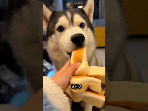 "قصة مشاركة الخبز 😁😋