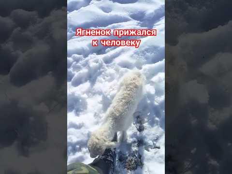 Наткнулся на новорождённого ягнёнка в заснеженной степи. #казахстан