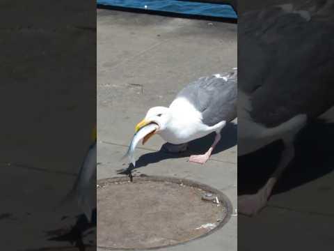 Seagulls Lose Their Lives Because Of This Habit😯 #facts #viralvideo #shorts