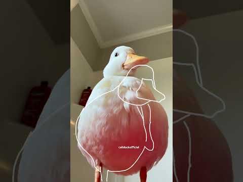 Outline trend with clover the duck.