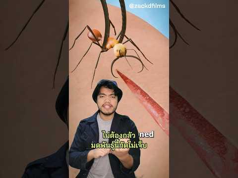 เย็บแผลด้วยมด? 🐜