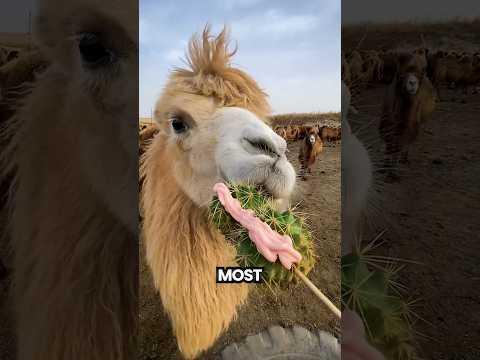 How Camels Eat Cactus Without Getting Hurt?🤯