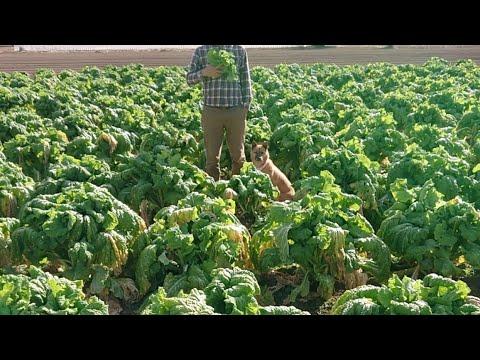 ララ子と菜の花。