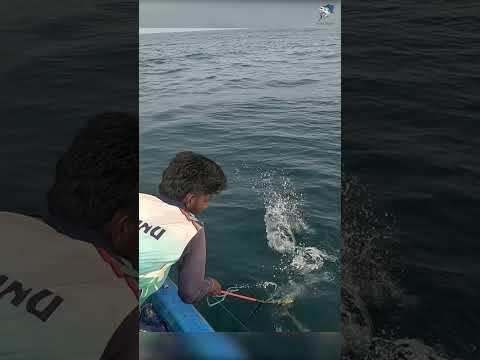 Catching King Fish Using Beltfish #fishing #fishingvideo #seafishing