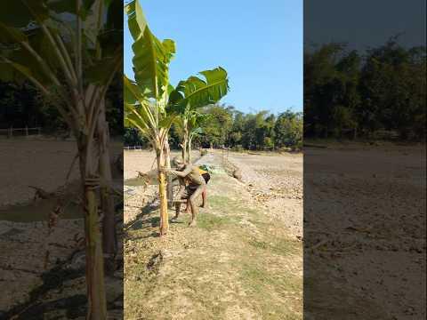 Why do idols cut down banana trees?😁😁😁