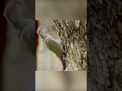 Dueño y animales celebraron el domingo juntos #viralvideo #shortsvideo