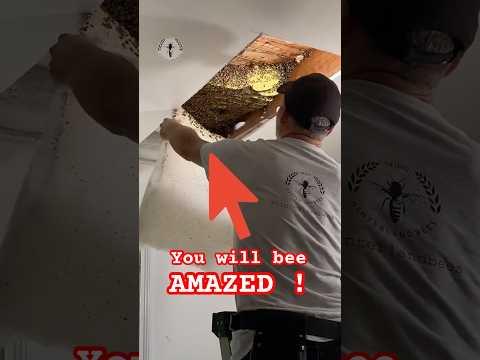 Stop believing that if you move the queen, all bees will follow her.