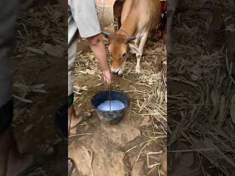 SAPI DI KASIH MINUM SAMA SOKLIN😭 #videoshort
