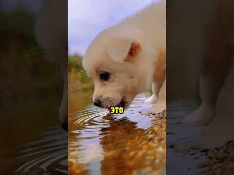 На самом деле животные делают это иначе!