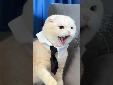 Johny Cat doesn't like being photographed #shorts #johnycat #cat