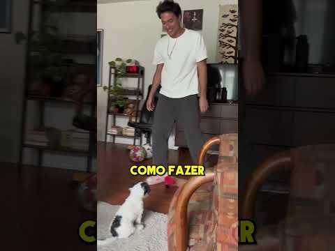 Este Cão Tem Um Talento Incrível 💪