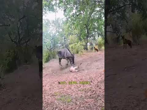 Leopard caught wildebeest but was chased away by big wildebeest. Fantastic animals are here. Ani