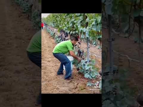 El corte de uva por destajo🍷 #trabajo #uva  #fyp #farming