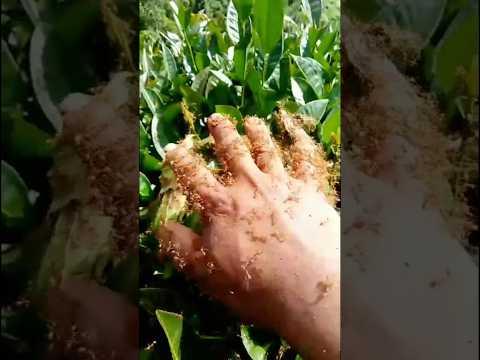 Amazing Animal Tranformation! You will be Shocked😳  #amazingtransformation #animaljourney #animals