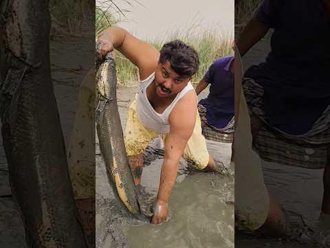 #fishlovers #fish #fishfarming #freefiregaming #villagelife #vlog