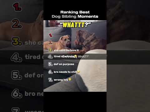 Ranking The Best Dog Siblings Moments