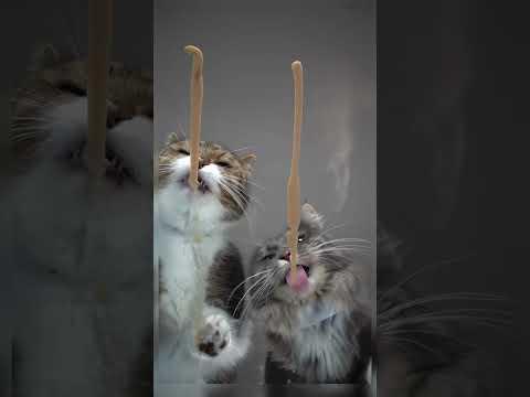 Still love my old one though! #furryfritz #catographer #cats #catasmr #asmr #cutecats