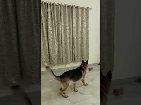 Smart dog goli #viralvideo #shortvideo #trending #youtubeshorts #dog #dogshorts #funny #hideandseek