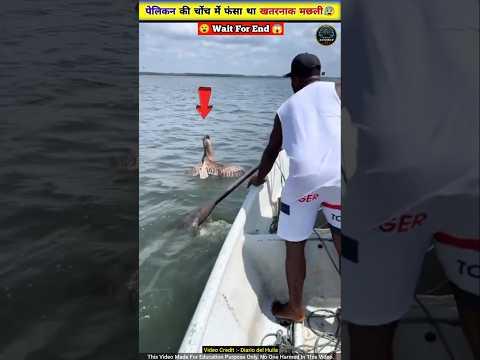 समुद्र में फंसे मासूम पेलिकन 🦢की बचाई जान 🥺😍