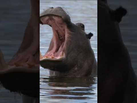 اقوي 10 عضات في عالم الحيوان