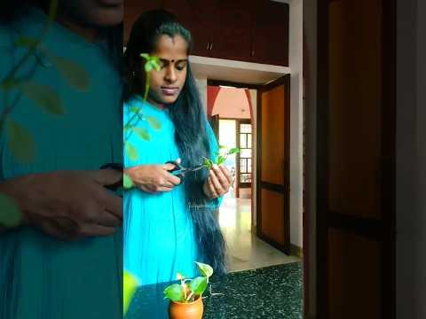 വർണ്ണവളയം❤ #wayanadanmanjal #shortsvideo #shortsfeed #shorts #couple #healthysnack #oatsrecipe