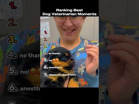 Ranking The Best Dog Veterinarian Moments