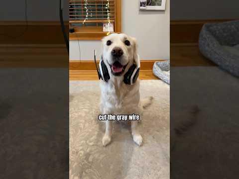 My Dog Was Just Trying To Help 😭 #funnydogs #goldenretriever #shorts