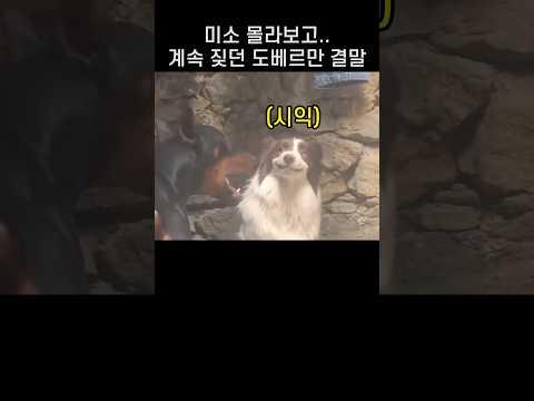 "어쭈 웃어??.." 화난 도베르만 앞에서 조용히 미소짓던 댕댕이의 반전
