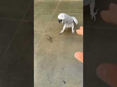 انقهرت على رجلها 🥹