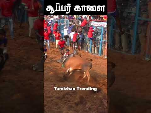 💥💥செம்ம மாஸ் செவளையின் ஆட்டம்... Tamizhan Trending #shorts