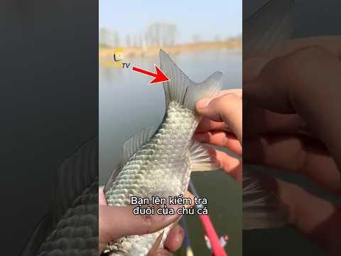 Con Vật Kinh Dị Kí Sinh Ở Đuôi Cá 😨😨😨#dongvat #shrots