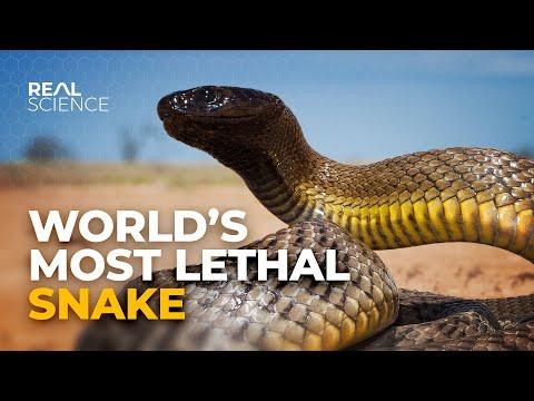 Why This Is the Deadliest Venom in the World