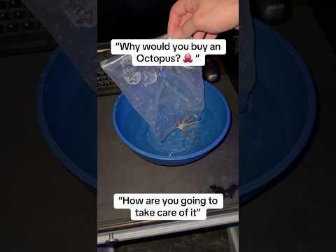 What should we name the Octopus