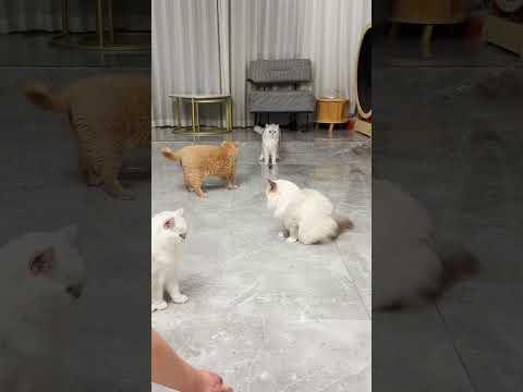 【#乔巴日记】前面是3G 2G 1G猫,那最后一个是???#猫咪 #动物的迷惑行为 #萌宠成精了