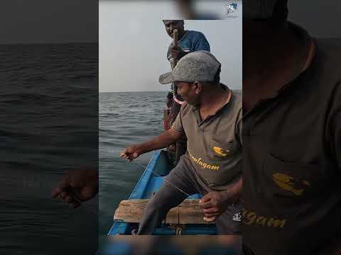 King Mackerel Caught Using Live Yellowtail Scad #fishing #fishingvideo #seafishing