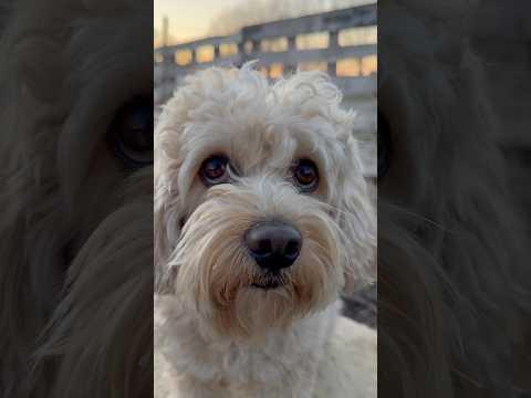 Lettera a Papà ❤️ #divertente #canedivertente #cane #funny #dog