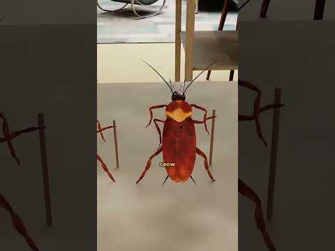 How Do Cockroaches Survive Everything?