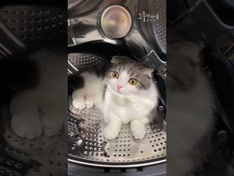 고양이! 거기 나오세요 #고양이 #랄랄 목소리