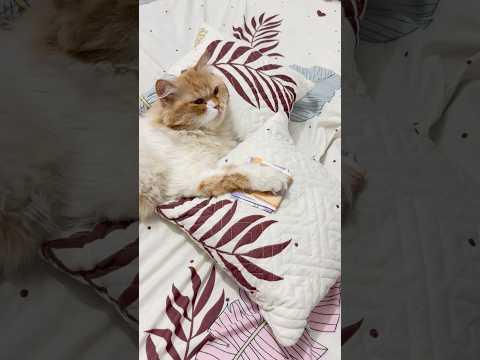 Wait for billu G ka dimag🫣🫣#comedy #cat #catcomedy #sajidcat #catlover #catvideo #billucat